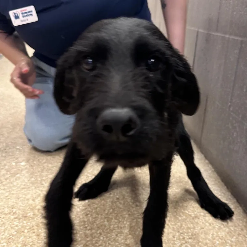 A baby large-sized male Setter dog named Chaz for adoption in Reno, NV