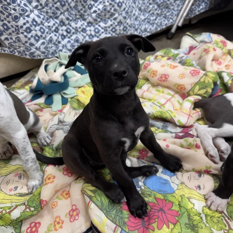A baby medium-sized female Black Wheaten Terrier dog named Truffles Buckaroo  Local for adoption in Andover, MA