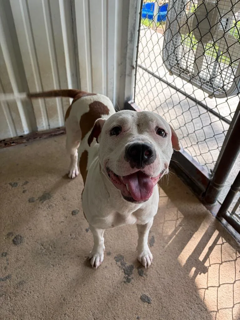 An adult large-sized female Pit Bull Terrier dog named Princess for adoption in Ada, OK