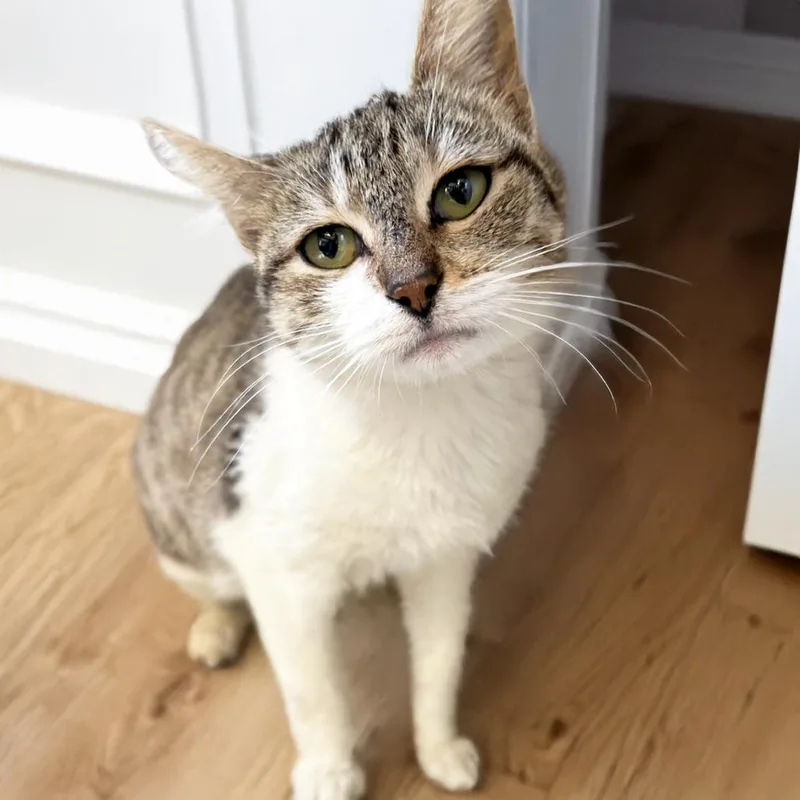 An adult medium-sized female Brown / Chocolate Domestic Short Hair cat named Fiona for adoption in Austin, TX