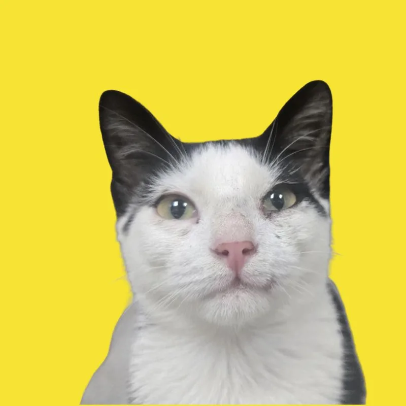 A baby small-sized female American Shorthair cat named Harvest for adoption in Blue Ridge, GA