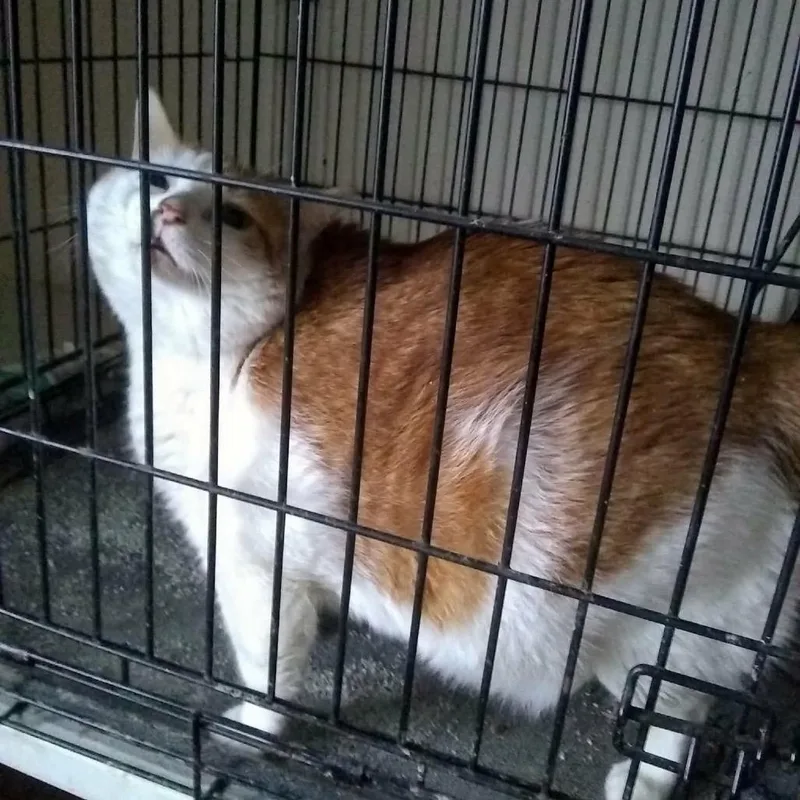 A senior small-sized female White Domestic Short Hair cat named Fig for adoption in Rochester, MN