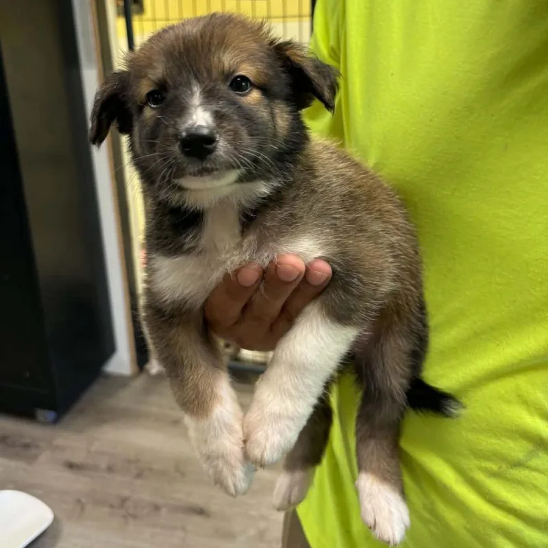 A baby small-sized female Brown / Chocolate Australian Shepherd dog named Cinderella for adoption in Gordonsville, TN