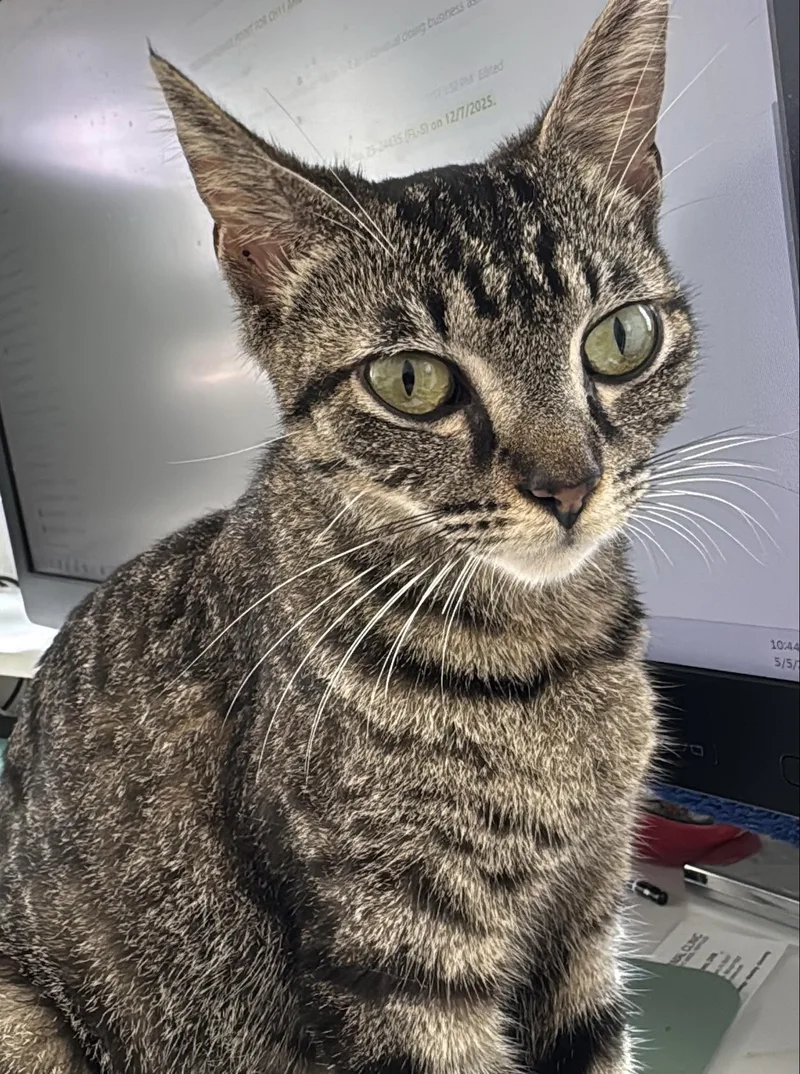 An adult medium-sized female Tabby (Brown / Chocolate) Domestic Short Hair cat named Nala for adoption in Lauderhill, FL