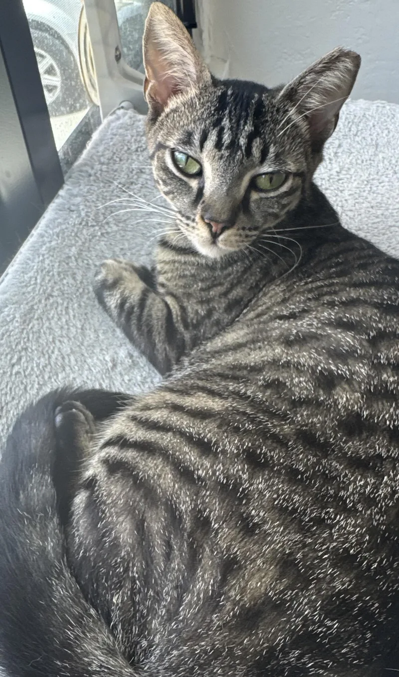 Nala thumbnail 3