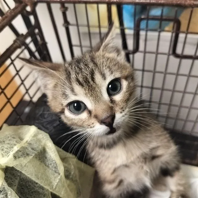 A baby small-sized female Domestic Short Hair cat named Daphne for adoption in Pueblo, CO