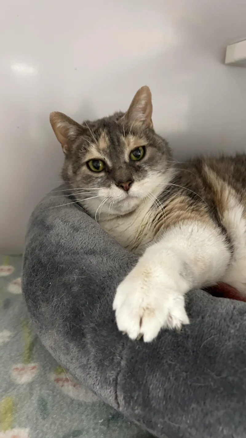 A senior large-sized female Dilute Tortoiseshell Domestic Short Hair cat named Helga for adoption in White Oak, PA