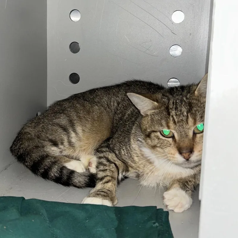 An adult medium-sized male Brown / Chocolate Domestic Short Hair cat named Confuzle for adoption in Charlottesville, VA