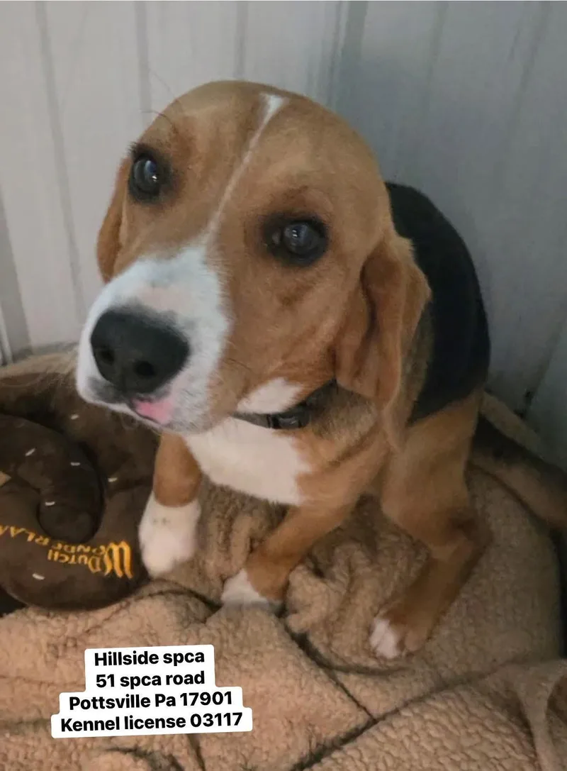 A young small-sized male Tricolor (Brown, Black, & White) Beagle dog named Carmine for adoption in Pottsville, PA