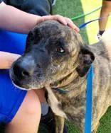 An adult medium-sized female Plott Hound dog named Sophie for adoption in Commerce, TX