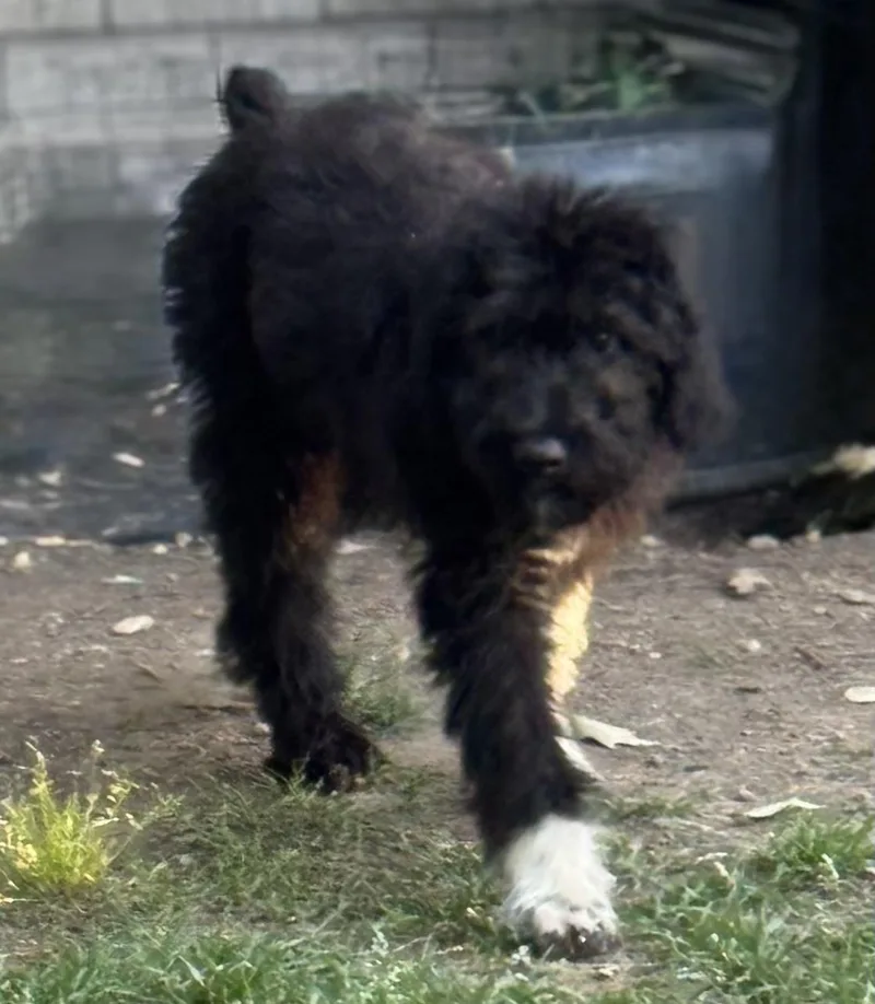 Socrates thumbnail 3