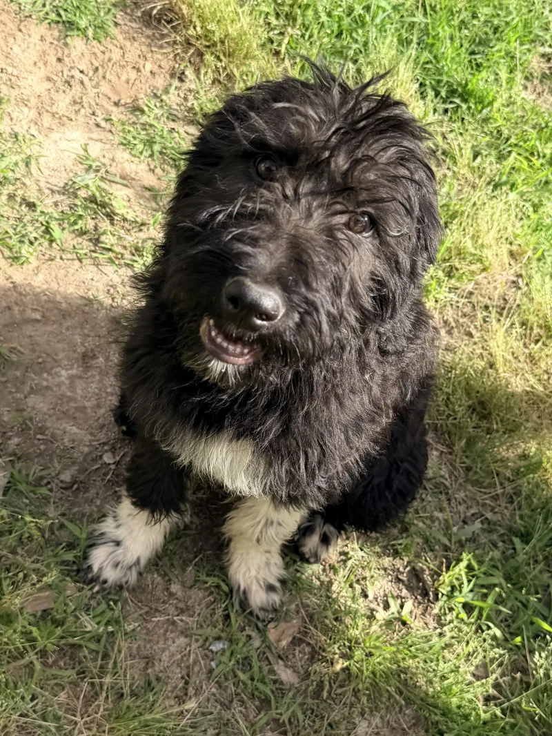 Socrates thumbnail 4