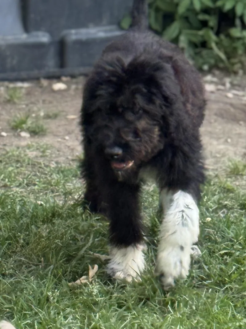 Socrates thumbnail 6