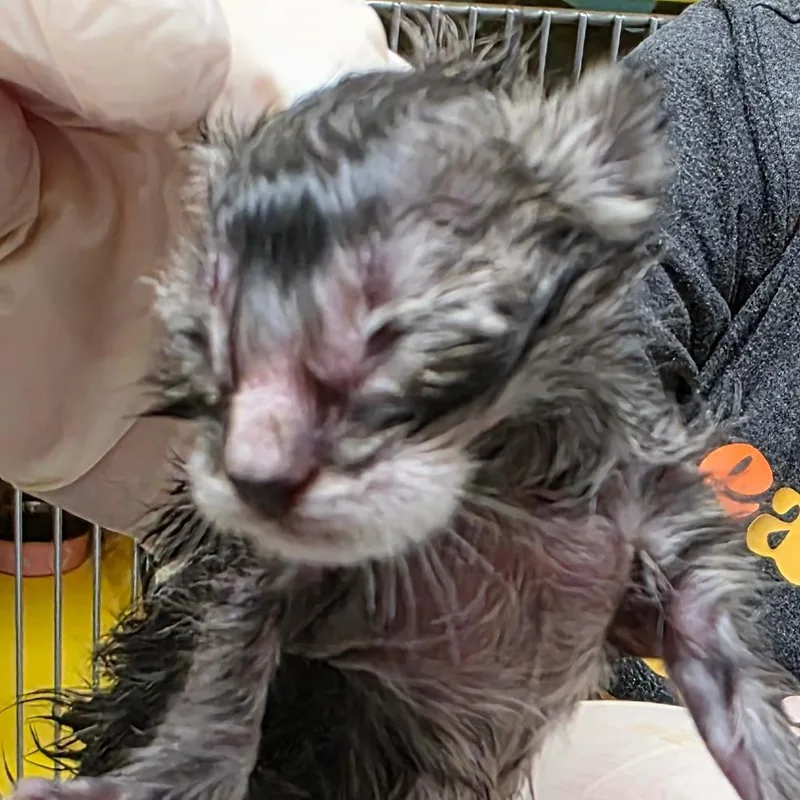 A baby small-sized male Black Domestic Short Hair cat named Anchor for adoption in Abilene, TX