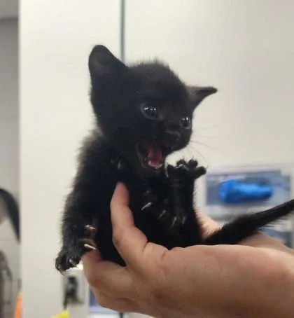 A baby small-sized female Domestic Short Hair cat named Babe for adoption in Gastonia, NC
