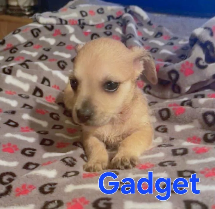 Gigi thumbnail 2