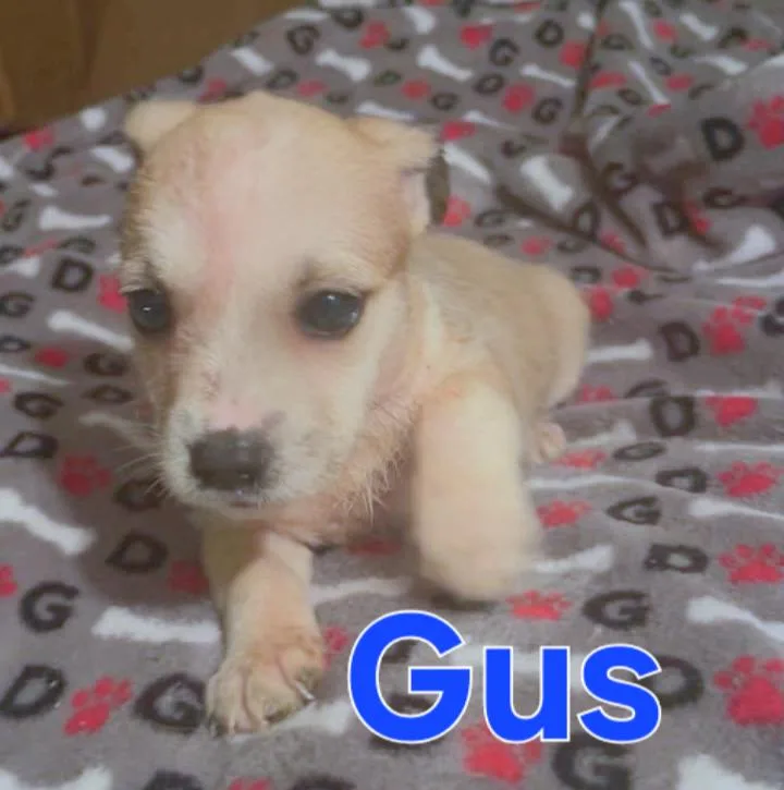 Gigi thumbnail 6