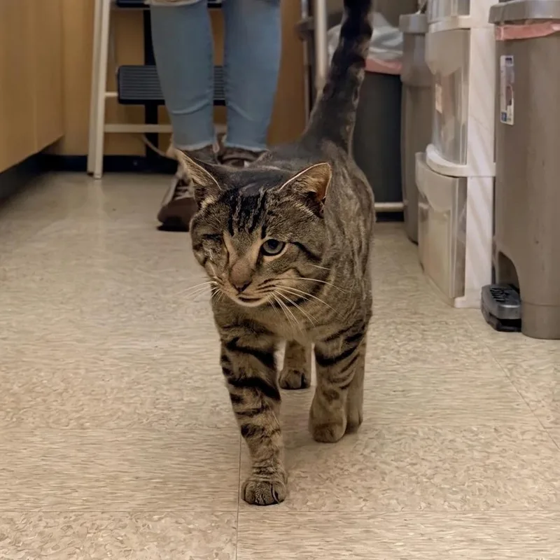 Captain Jack thumbnail 2