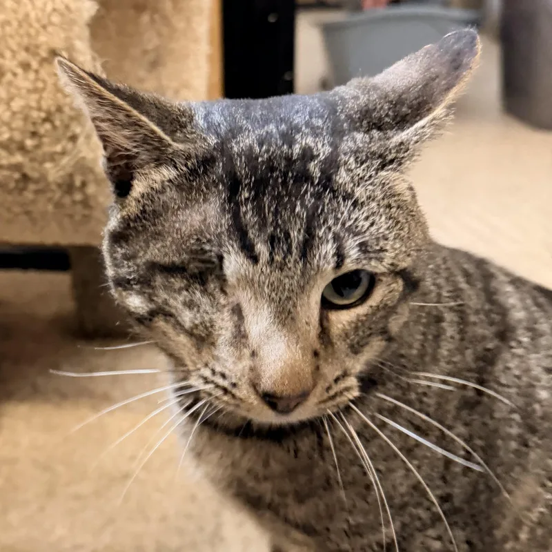 Captain Jack thumbnail 3