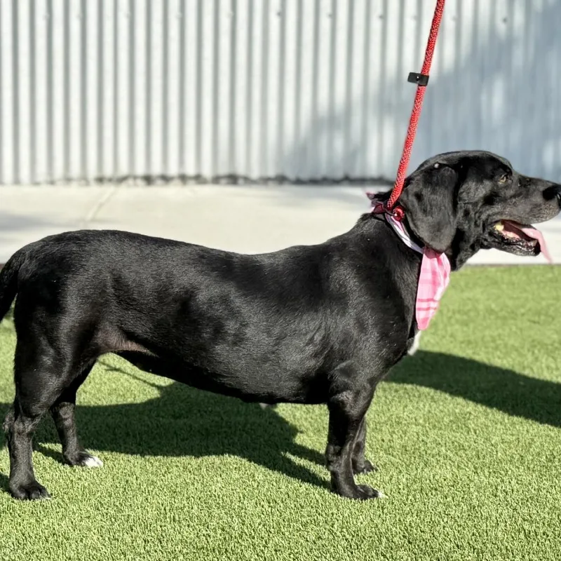 Delta  The Low thumbnail 5