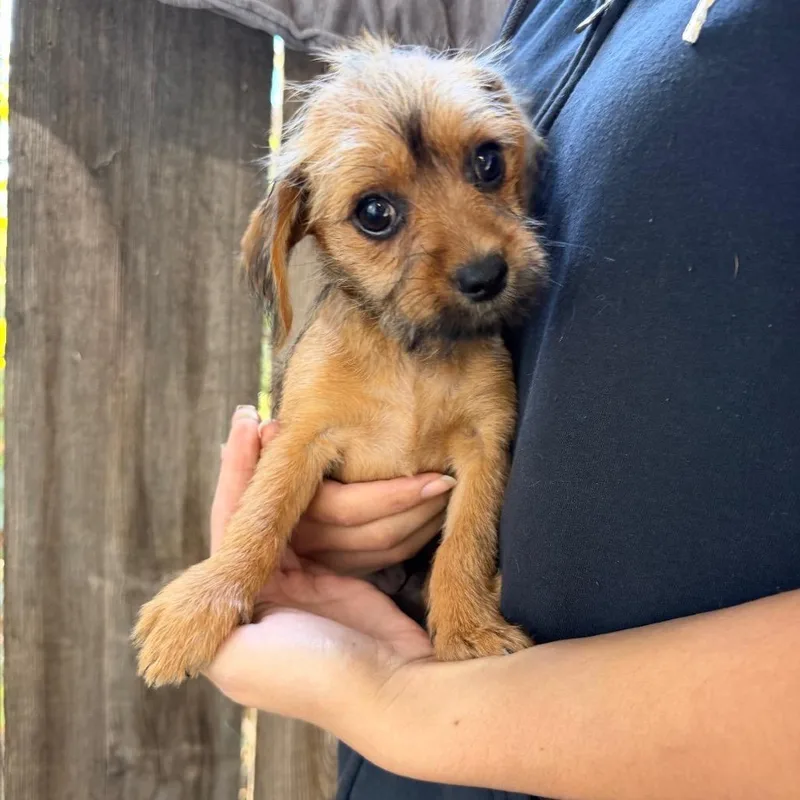 A baby small-sized male Terrier dog named Atreyu for adoption in Sonoma, CA