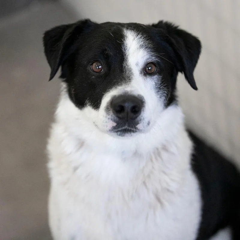 An adult medium-sized male Black Border Collie dog named Duke for adoption in Peyton, CO