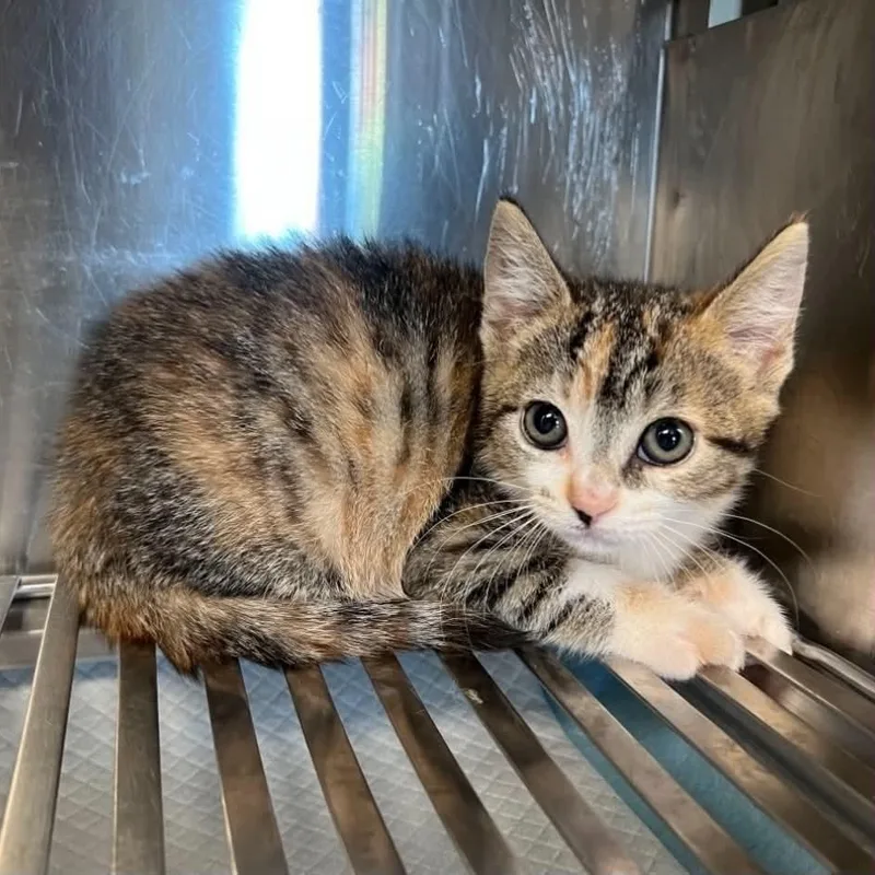 A baby small-sized female Torbie cat named Pepper for adoption in Antioch, CA