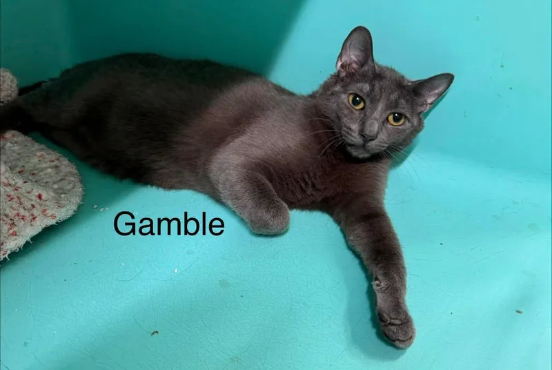 A young medium-sized male Domestic Short Hair cat named Gamble for adoption in Plattsburgh, NY