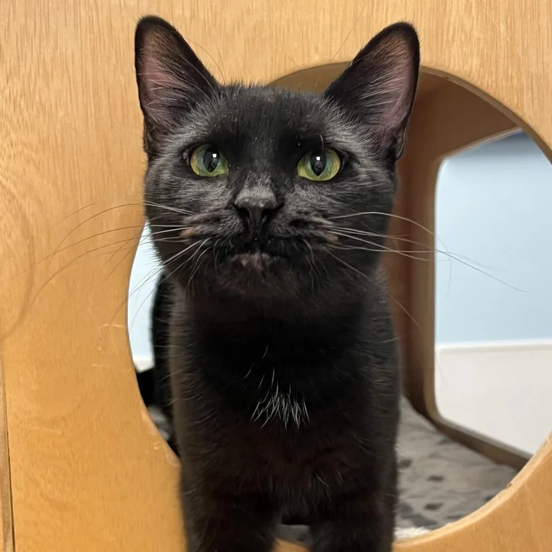 A young small-sized female Black Domestic Short Hair cat named Camy for adoption in Arlington Heights, IL