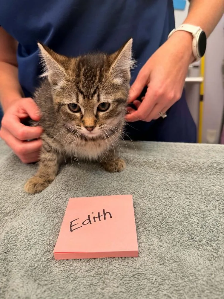 A baby small-sized female Brown / Chocolate Domestic Short Hair cat named Edith Kit for adoption in Vancouver, WA