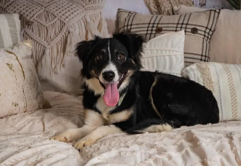A young medium-sized female Border Collie dog named SheRa for adoption in Peoria, IL