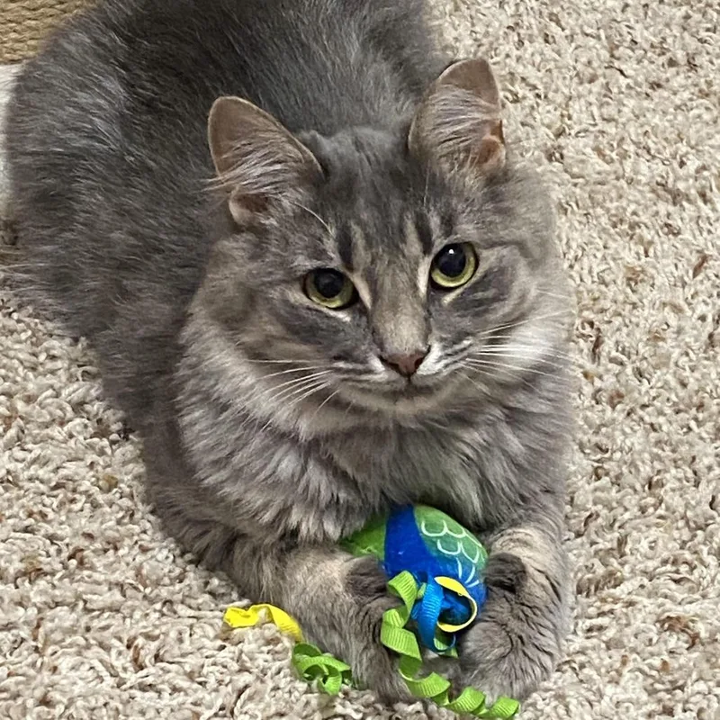 An adult small-sized female Domestic Medium Hair cat named Tulip for adoption in Tulsa, OK