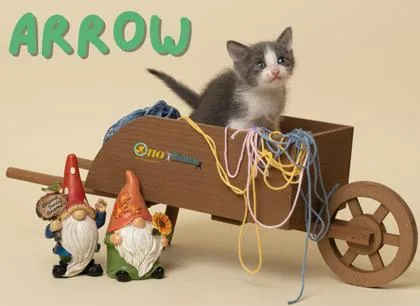Arrow