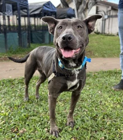 An adult medium-sized female Pit Bull Terrier dog named Karina for adoption in Honolulu, HI