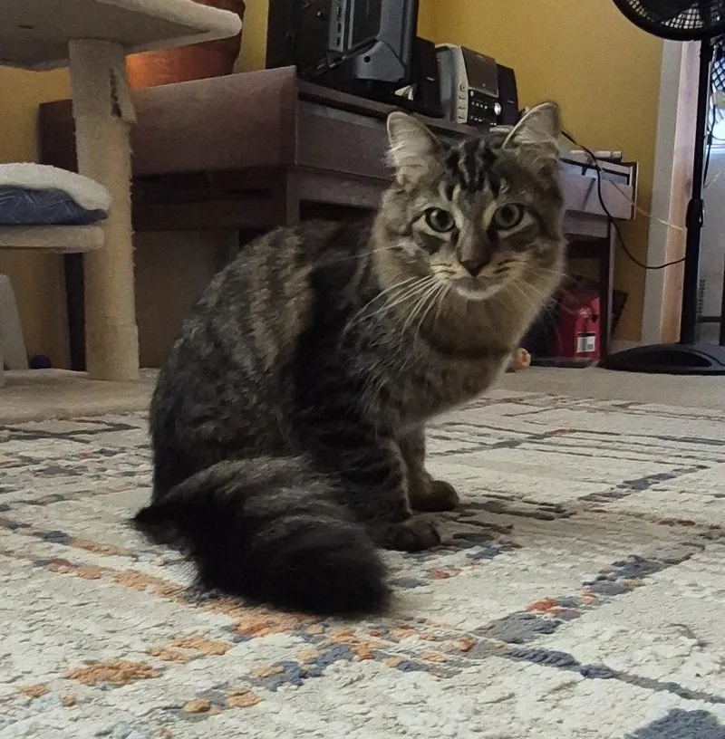 A young small-sized male Domestic Long Hair cat named C Litter Seven for adoption in Livonia, MI