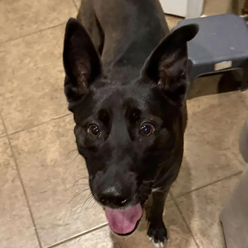 An adult medium-sized female Black Belgian Shepherd / Malinois dog named Waffles LLD for adoption in Austin, TX