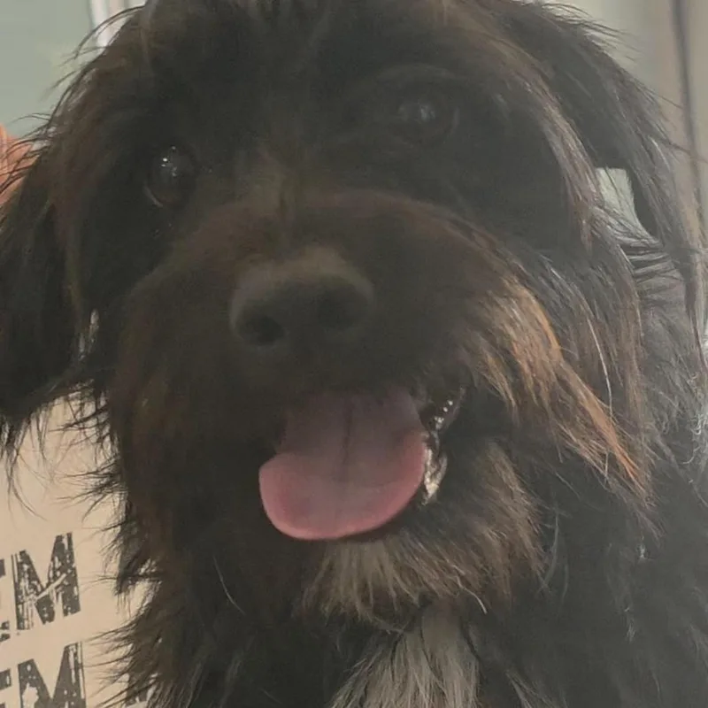 An adult small-sized male Black Terrier dog named Pancit for adoption in Kanab, UT