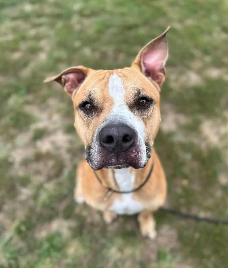 An adult large-sized male White / Cream Pit Bull Terrier dog named Gladiator for adoption in Evansville, IN
