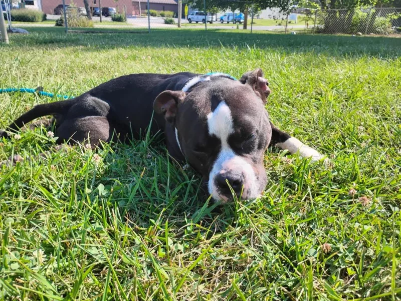 An adult medium-sized female Pit Bull Terrier dog named Czarinasponsored for adoption in Richmond, IN