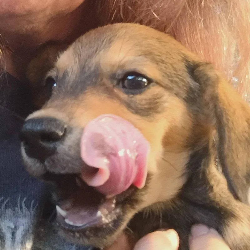 A baby small-sized male Hound dog named Uzi for adoption in Enterprise, AL