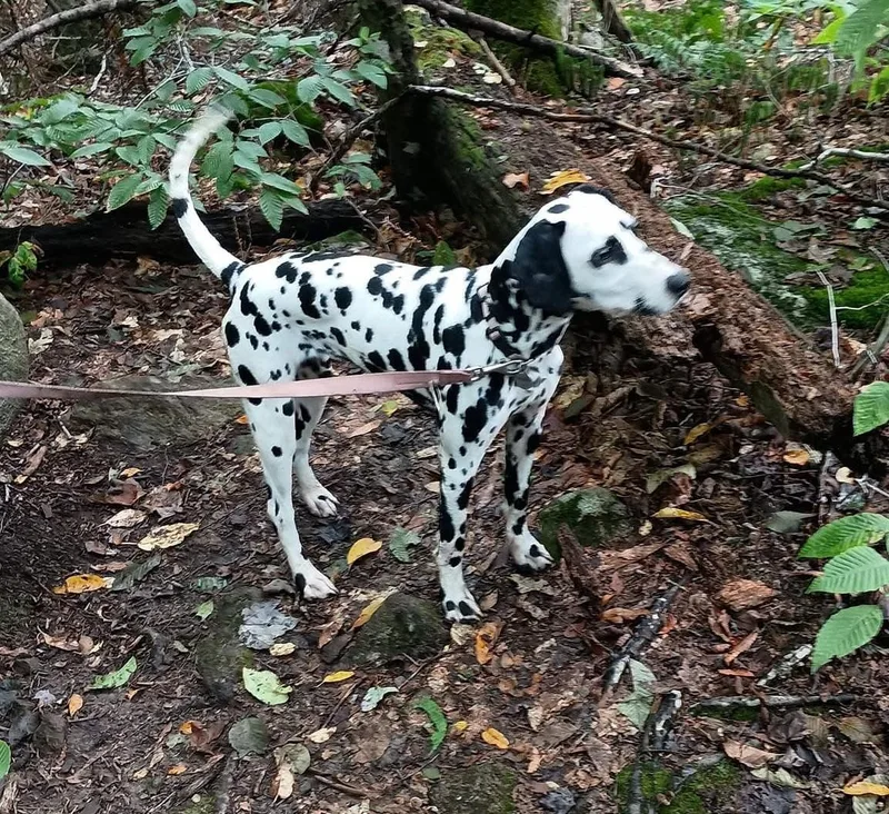 Mollyearlville  Ny thumbnail 3