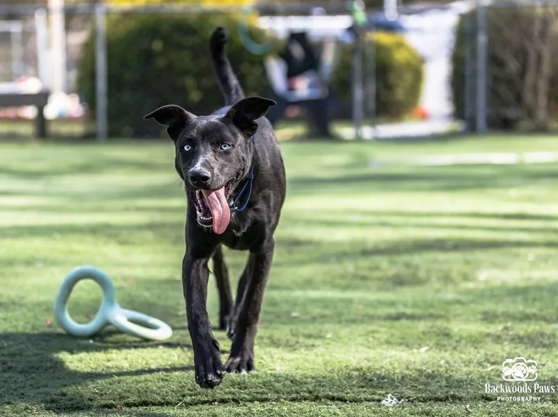 A baby medium-sized female Mixed Breed dog named Pizzell for adoption in Ocean View, NJ