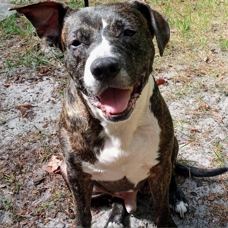 Bolo