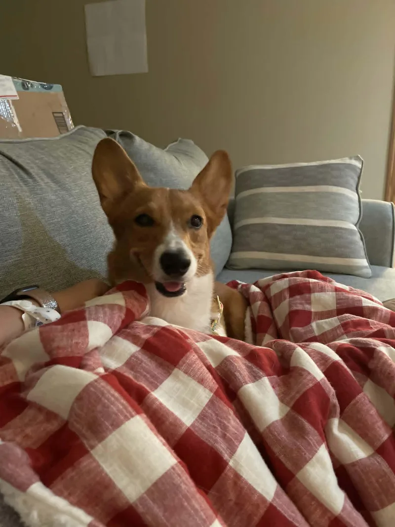 Phoebe thumbnail 2