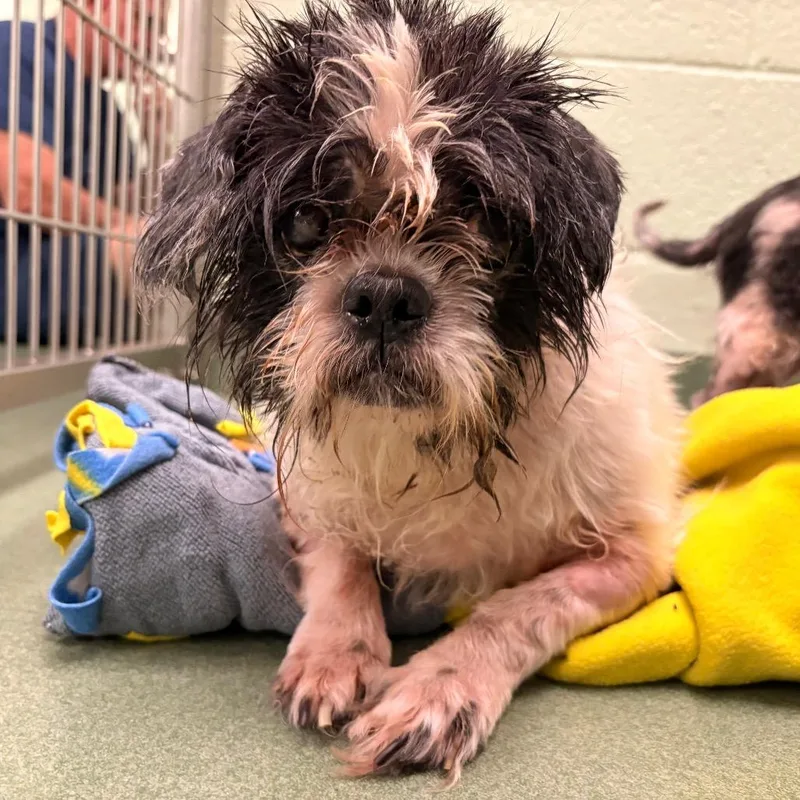 A senior small-sized male Black Shih Tzu dog named Biscuit for adoption in West Palm Beach, FL