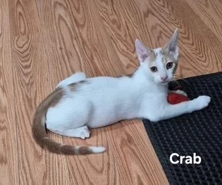 A baby medium-sized male Domestic Short Hair cat named Crab for adoption in Parkville, MD