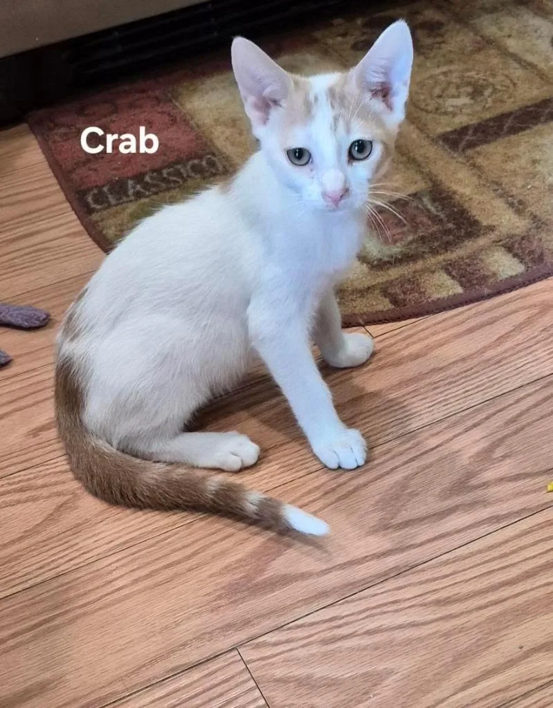 Crab thumbnail 2