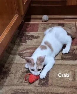 Crab thumbnail 3
