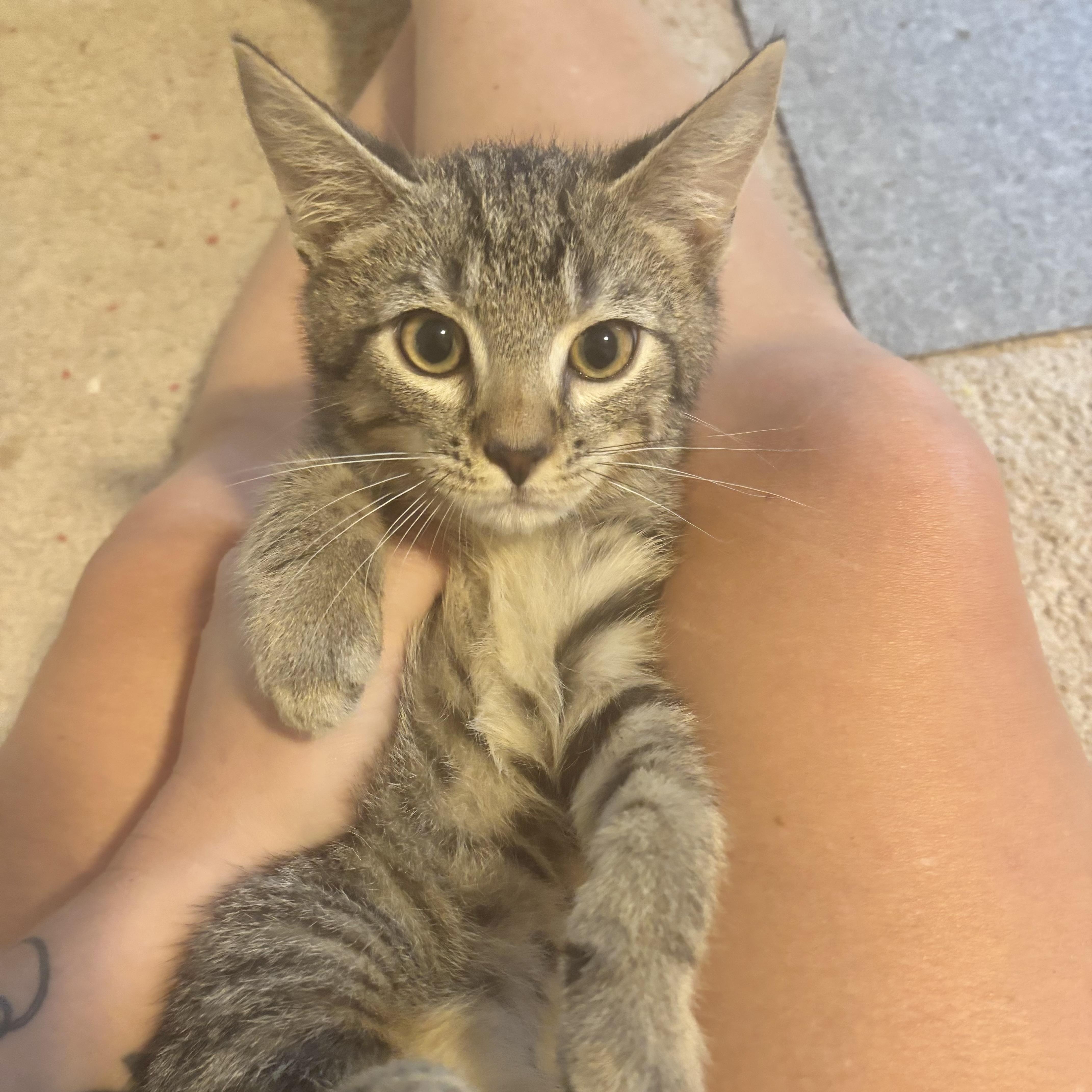 A baby small-sized male Tabby (Buff / Tan / Fawn) Domestic Short Hair cat named Ivan for adoption in Richmond, VA