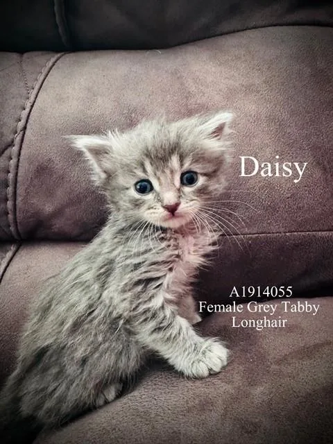 A baby small-sized female Domestic Short Hair cat named Daisy for adoption in Riverside, CA